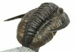 Amazing Cornuproetus Trilobite - Rock Removed Under Shell #230522-7